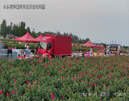 開寧高清慢直播攝像機(jī)助力菏澤萬畝玫瑰園花展直播盛況