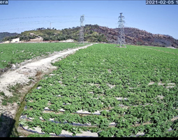 惠州某地種植馬鈴薯示范基地使用開寧太陽能4G慢直播攝像機(jī)直播記錄馬鈴薯的種植與生長情況